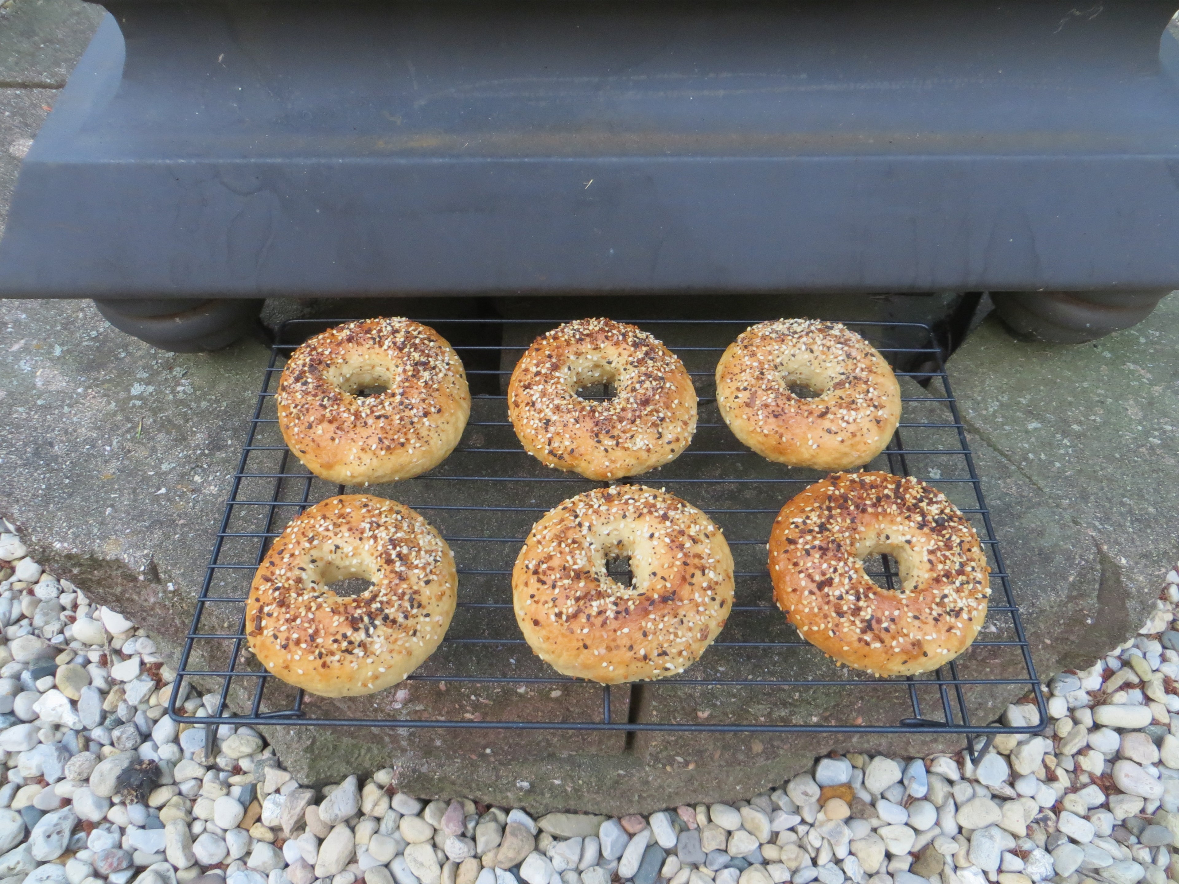 24 New York Style Bagels